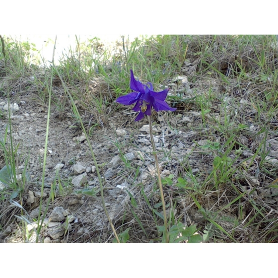 COLUMBINE seeds (aquilega vulgaris)