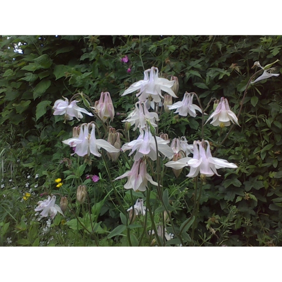 COLUMBINE seeds (aquilega vulgaris)