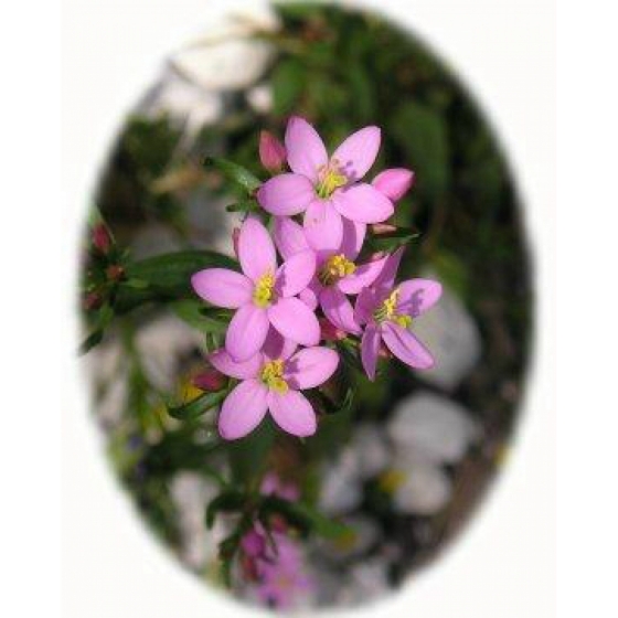 COMMON CENTAURY seeds (centaurium erythraea)