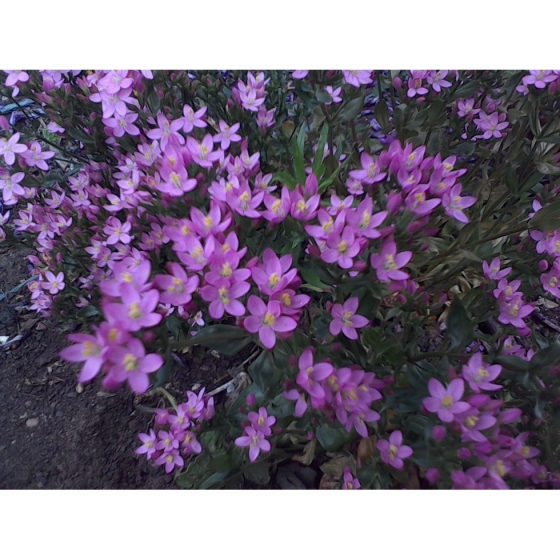 COMMON CENTAURY seeds (centaurium erythraea)