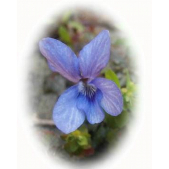 COMMON DOG VIOLET seeds (viola riviniana)