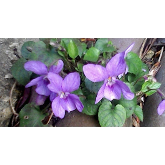 COMMON DOG VIOLET seeds (viola riviniana)