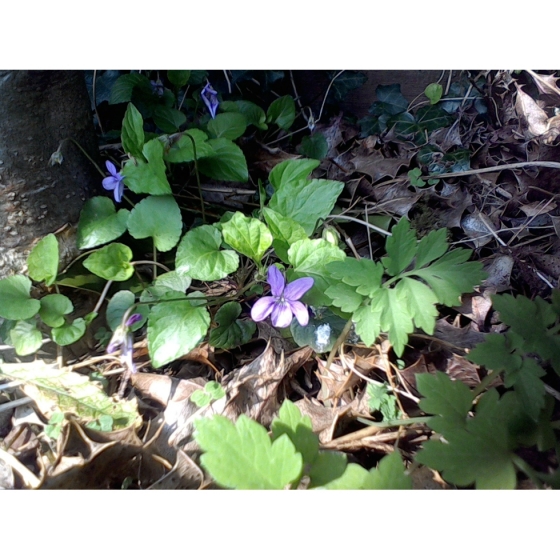 COMMON DOG VIOLET seeds (viola riviniana)