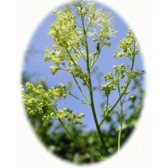 COMMON MEADOW RUE seeds (thalictrum flavum)