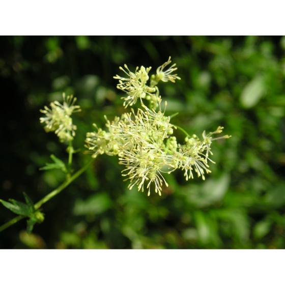 COMMON MEADOW RUE seeds (thalictrum flavum)