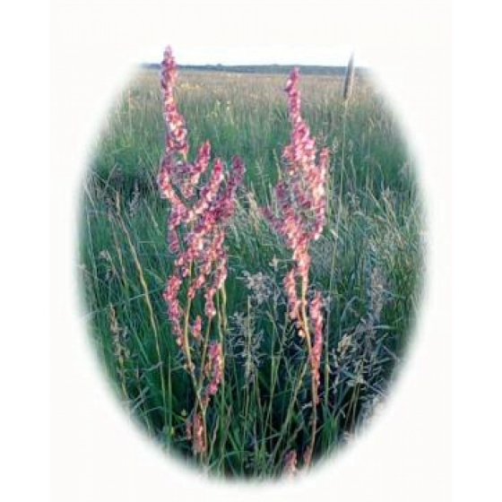 COMMON SORREL seeds (rumex acetosa)