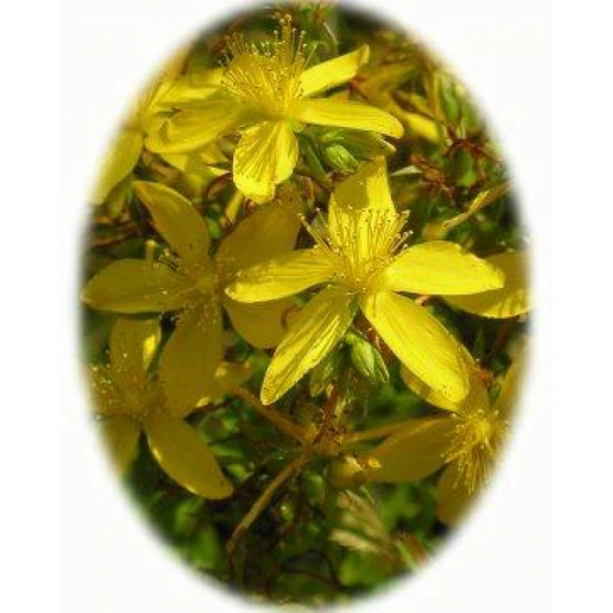 COMMON ST JOHN`S WORT seeds (hypericum perforatum)