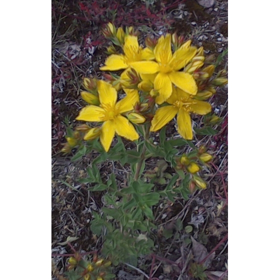 COMMON ST JOHN`S WORT seeds (hypericum perforatum)