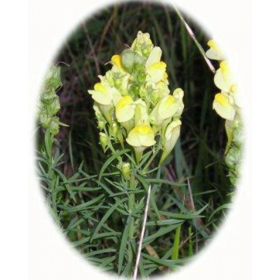 COMMON TOADFLAX seeds (linaria vulgaris)