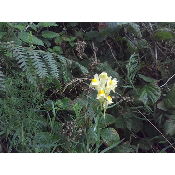 COMMON TOADFLAX seeds (linaria vulgaris)