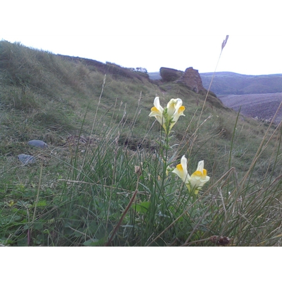 COMMON TOADFLAX seeds (linaria vulgaris)