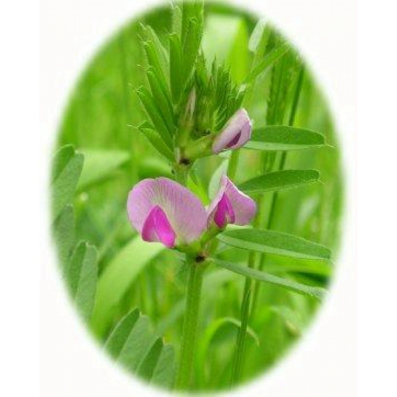 COMMON VETCH seeds (vicia sativa ssp.nigra)