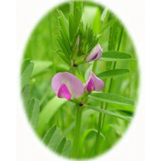 COMMON VETCH seeds (vicia sativa)