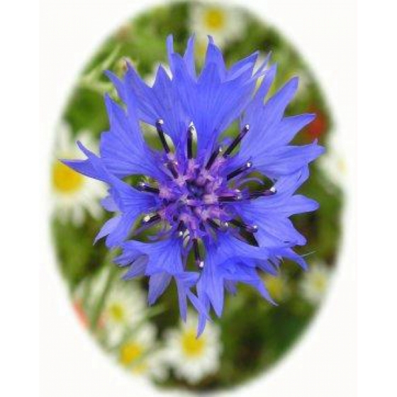 200/1200 Seeds Cornflower Knapweed Blue Long Centaurea Cyanus Meadow Floral