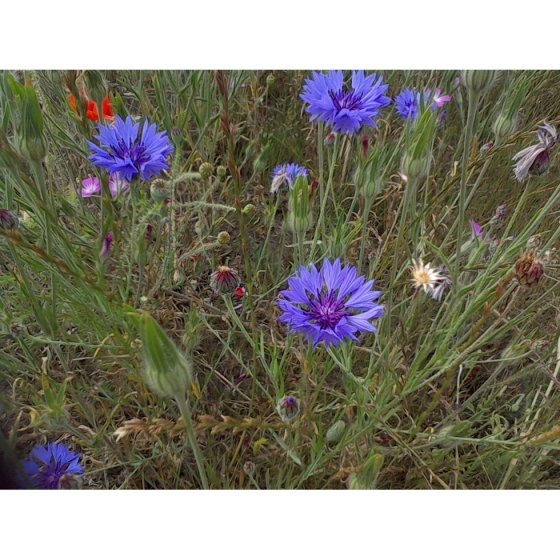 CORN FLOWER seeds (centaurea cyanus)