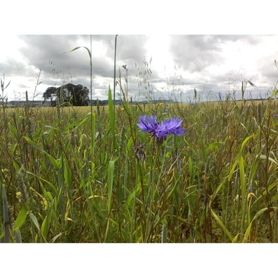 CORN FLOWER seeds (centaurea cyanus)