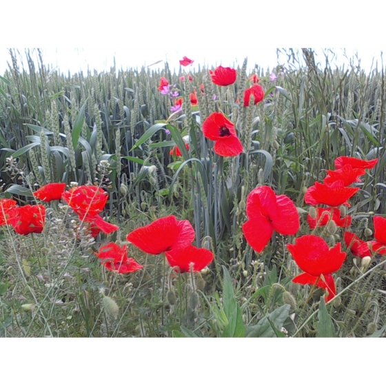 CORN POPPY seeds (papaver rhoeas)