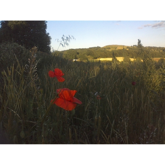 CORN POPPY seeds (papaver rhoeas)