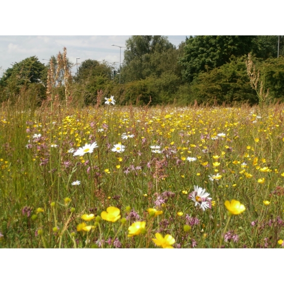 Meadow seed mix for Wet Soils -Wildflower and Grass Mix