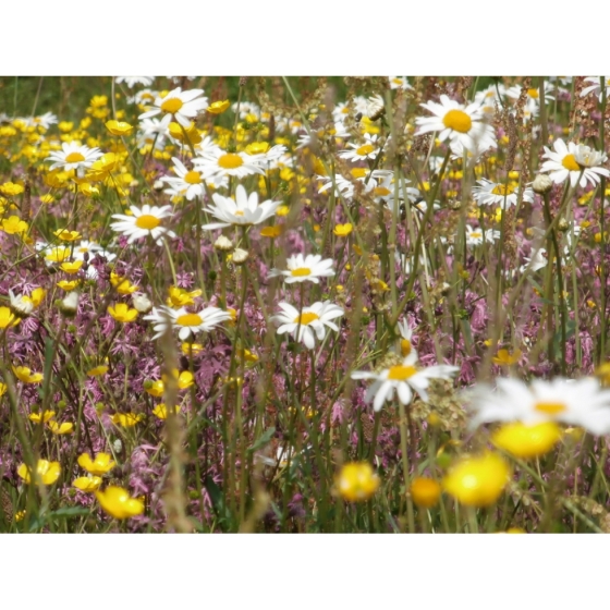 Meadow seed mix for Wet Soils -Wildflower and Grass Mix