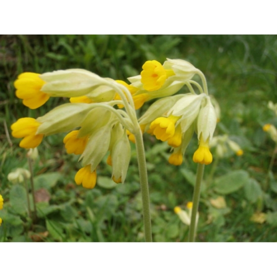 COWSLIP native seeds (primula veris)