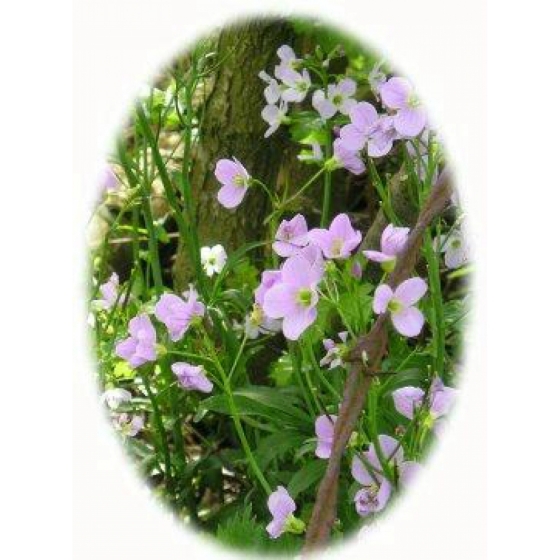 CUCKOOFLOWER seeds (cardamine pratensis)