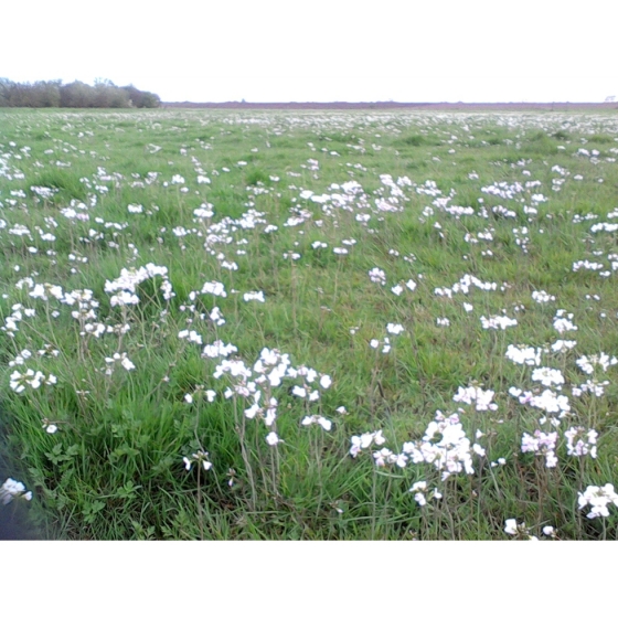 CUCKOOFLOWER seeds (cardamine pratensis)