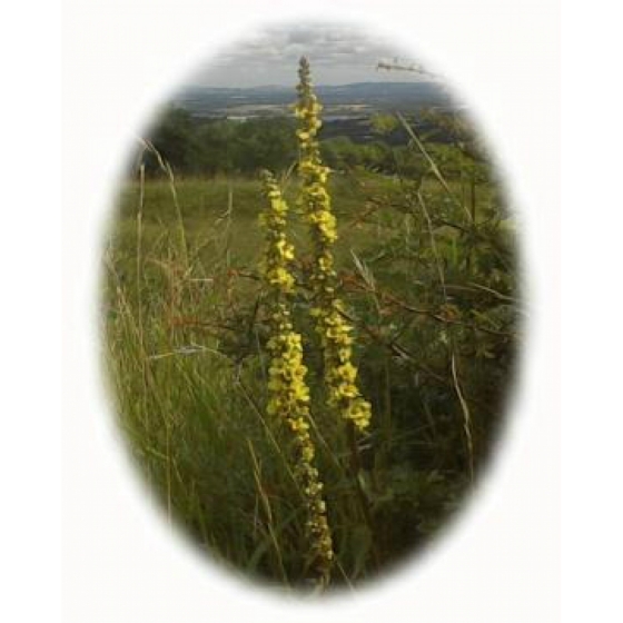 DARK MULLEIN seeds (verbascum nigrum)