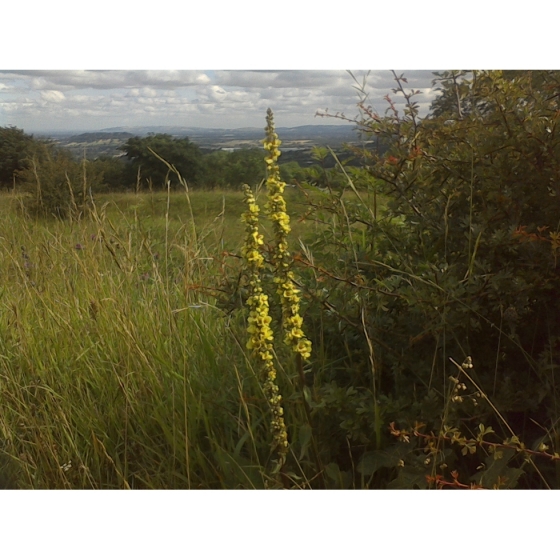 DARK MULLEIN seeds (verbascum nigrum)