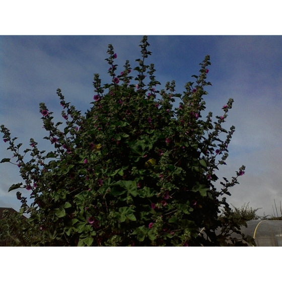 TREE MALLOW seeds (lavatera arborea)