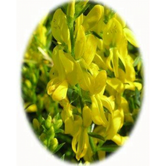 DYER`S GREENWEED seeds (genista tinctoria)