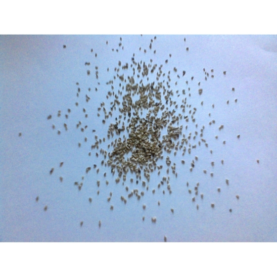 RED BARTSIA seeds (odontites vernus)