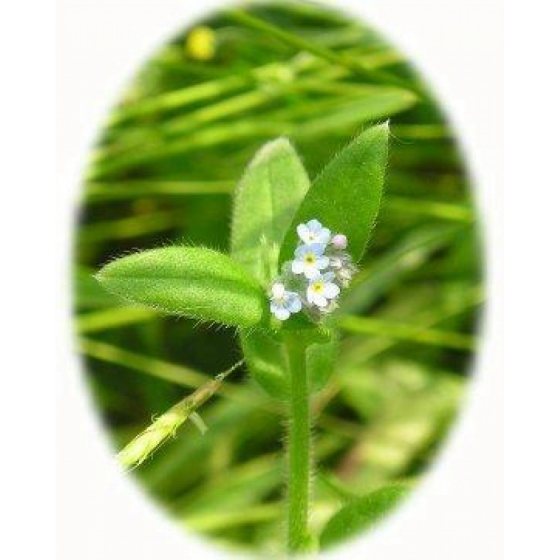 FIELD FORGET ME NOT seeds (myosotis arvensis)