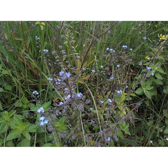 FIELD FORGET ME NOT seeds (myosotis arvensis)