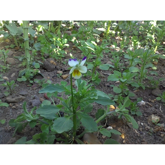 FIELD PANSY seeds (viola arvensis)