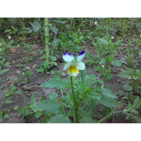 FIELD PANSY seeds (viola arvensis)