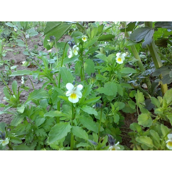 FIELD PANSY seeds (viola arvensis)