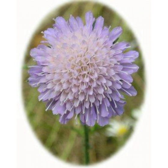 FIELD SCABIOUS seeds (knautia arvensis)