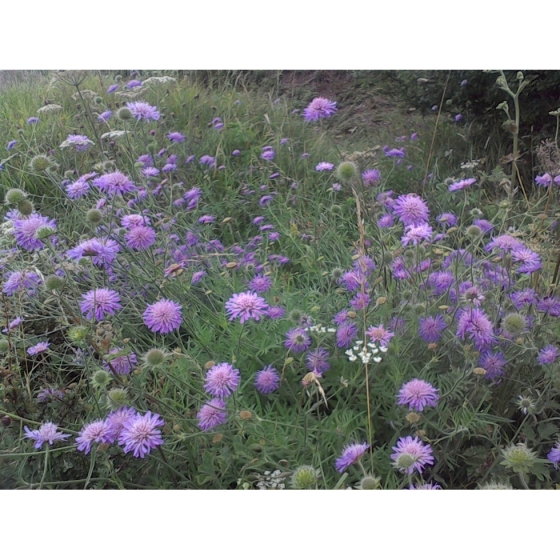 FIELD SCABIOUS seeds (knautia arvensis)