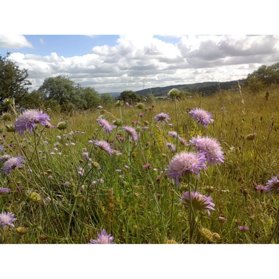 FIELD SCABIOUS seeds (knautia arvensis)