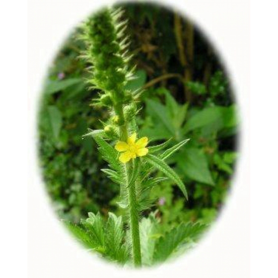 FRAGRANT AGRIMONY seeds (agrimonia procera)