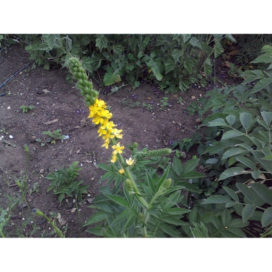 FRAGRANT AGRIMONY seeds (agrimonia procera)