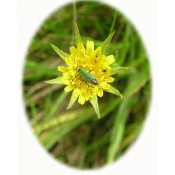 GOATSBEARD seeds (tragopogon pratensis)