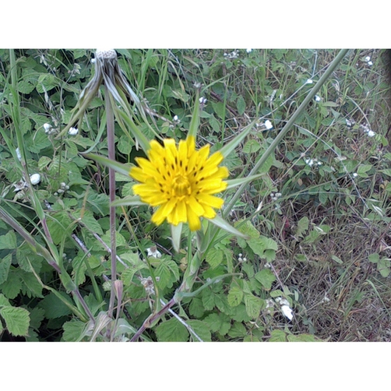 GOATSBEARD seeds (tragopogon pratensis)