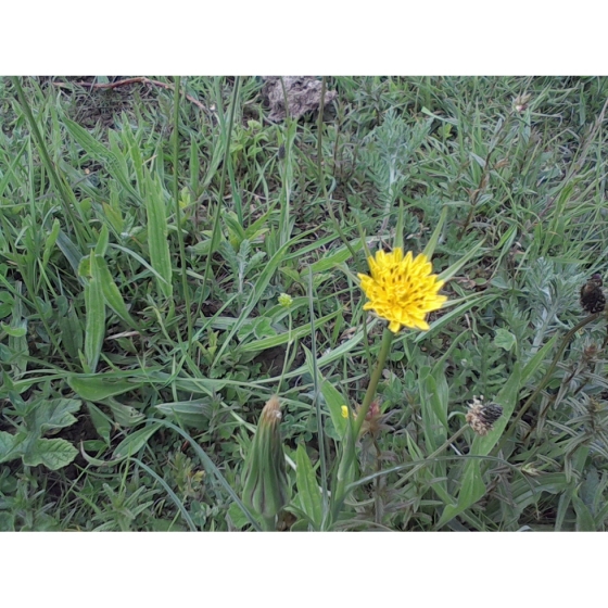 GOATSBEARD seeds (tragopogon pratensis)