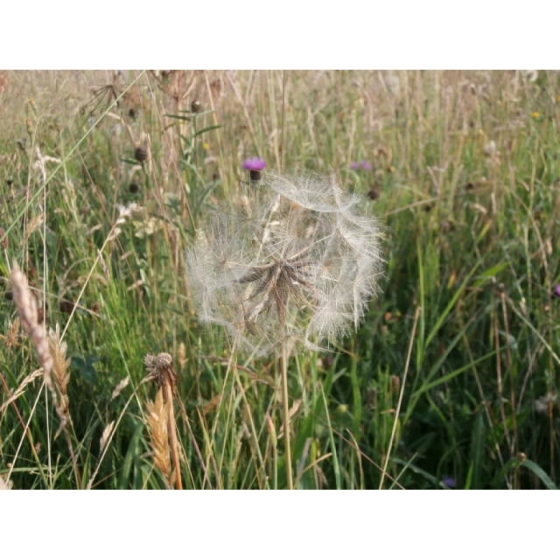 GOATSBEARD seeds (tragopogon pratensis)