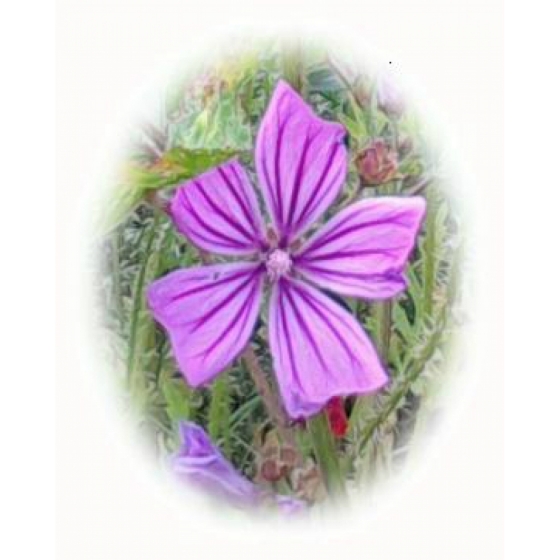 COMMON MALLOW seeds (malva sylvestris)