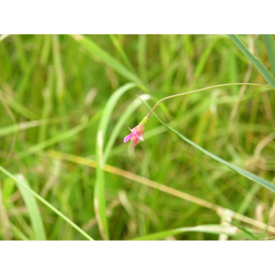 GRASS VETCHLING seeds (lathyrus nissolia)