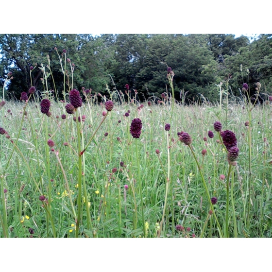 GREAT BURNET seeds (sanguisorba officinalis)