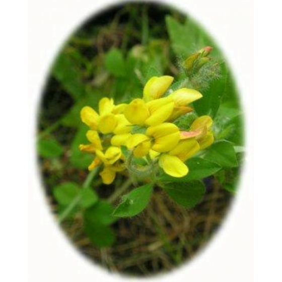 GREATER BIRDSFOOT TREFOIL seeds (lotus pedunculatus)